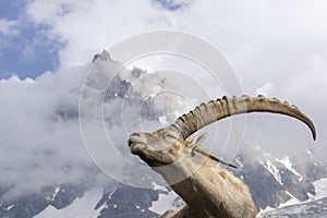 Alpine ibex on a background of mountains