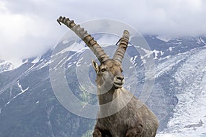 Alpine ibex on a background of mountains