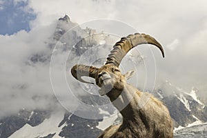 Alpine ibex on a background of mountains.