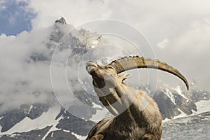 Alpine ibex on a background of mountains.