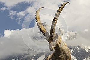 Alpine ibex on a background of mountains.