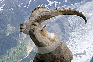 Alpine ibex on a background of mountains. Mont Blanc massif area