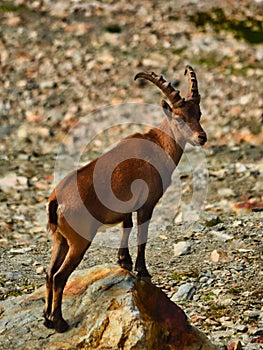 Alpine ibex on a background of swiss mountains, Steinbock Switzerland Engadin