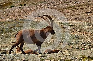 Alpine ibex on a background of swiss mountains, Steinbock Switzerland Engadin