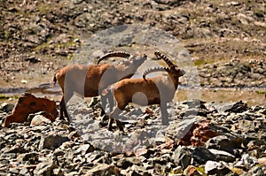 Alpine ibex on a background of swiss mountains, Steinbock Switzerland Engadin