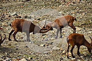 Alpine ibex on a background of swiss mountains, Steinbock Switzerland Engadin