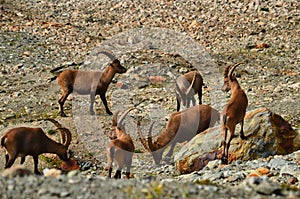 Alpine ibex on a background of swiss mountains, Steinbock Switzerland Engadin