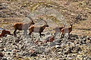 Alpine ibex on a background of swiss mountains, Steinbock Switzerland Engadin