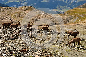 Alpine ibex on a background of swiss mountains, Steinbock Switzerland Engadin