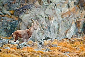 Alpine Ibex, Capra ibex, with autumn orange larch tree in hill background, National Park Gran Paradiso, Italy. Autumn landscape wi