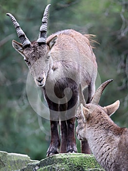 Alpine Ibex (capra ibex) photo