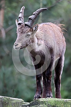 Alpine Ibex (capra ibex) photo