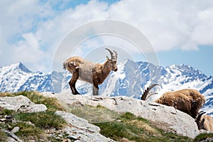 Alpine Ibex Capra ibex, Gran Paradiso National Park, Italy