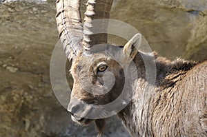 Alpine ibex, capra Ibex photo