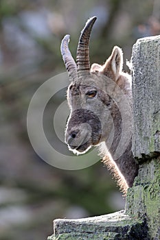 Alpine ibex (Capra Ibex)