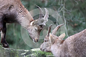 Alpine Ibex (capra ibex)