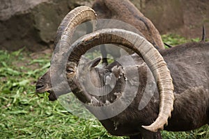 Alpine ibex (Capra ibex).