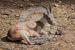 Alpine ibex (Capra ibex).