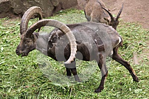 Alpine ibex (Capra ibex).