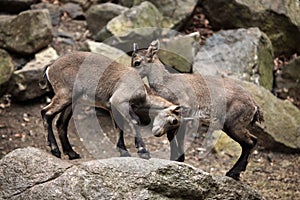 Alpine ibex (Capra ibex).