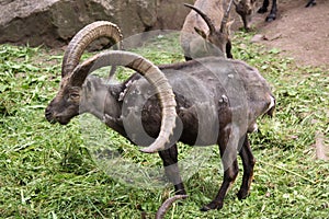 Alpine ibex (Capra ibex).