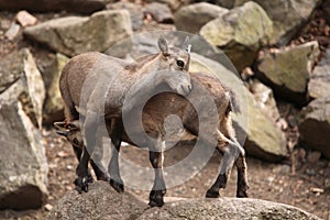 Alpine ibex (Capra ibex).