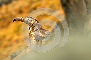 Alpine Ibex, Capra ibex, with autumn orange larch tree in background, National Park Gran Paradiso, Italy. Autumn in the mountain