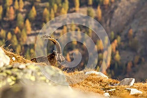 Alpine Ibex, Capra ibex, with autumn orange larch tree in background, National Park Gran Paradiso, Italy. Autumn in the mountain