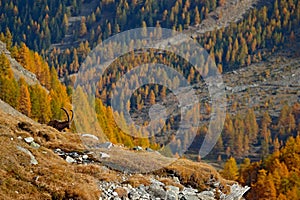 Alpine Ibex, Capra ibex, with autumn orange larch tree in hill background, National Park Gran Paradiso, Italy. Autumn landscape wi