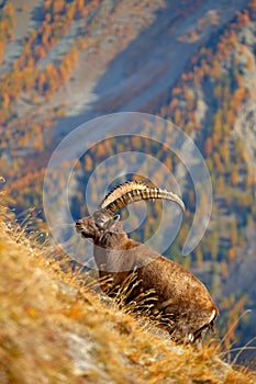 Alpine Ibex, Capra ibex, with autumn orange larch tree in hill background, National Park Gran Paradiso, Italy. Autumn landscape wi