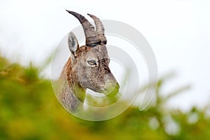 Alpine Ibex, Capra ibex, detail portrait of young animal, National Park Gran Paradiso, Italy. Autumn landscape wildlife scene with