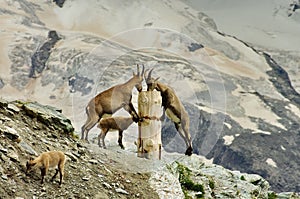 Alpine ibex - Gornergrat, landmark attraction in Switzerland