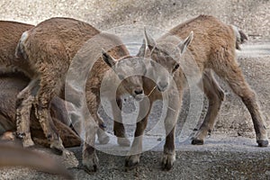 Alpine ibex (Capra ibex ibex).