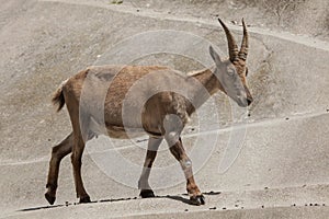 Alpine ibex (Capra ibex ibex).