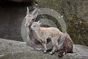 Alpine ibex Capra ibex ibex.