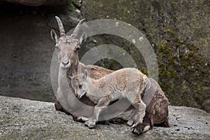 Alpine ibex Capra ibex ibex.