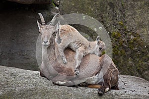 Alpine ibex Capra ibex ibex. photo