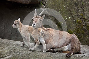 Alpine ibex Capra ibex ibex. photo