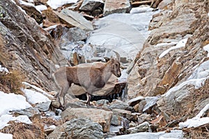 Alpine ibex (Capra ibex) - Italian Alps