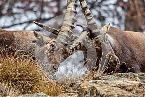 Alpine ibex (Capra ibex) males fighting