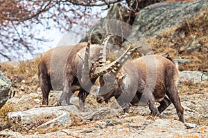 Alpine ibex (Capra ibex) males fighting