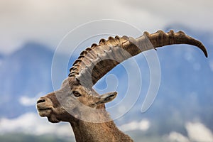 Alpine ibex (Capra ibex) in Mont Blanc, France photo