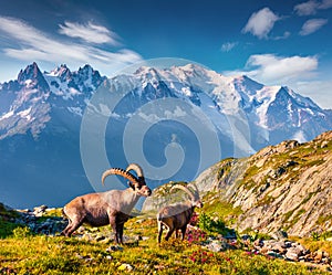 Alpine Ibex Capra Ibex on the Mont Blanc Monte Bianco backgr photo