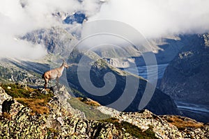 Alpine Ibex Capra Ibex on the Mont Blanc Monte Bianco background. Misty summer morning in the Vallon de Berard Nature Reserve.