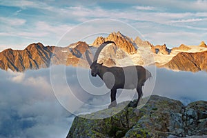 Alpine Ibex Capra Ibex on the Mont Blanc Monte Bianco background. Misty summer morning in the Vallon de Berard Nature Reserve.