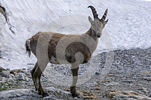 Alpine ibex capra ibex in the natural environment