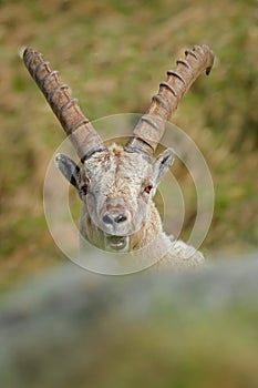 Alpine Ibex, Capra ibex, in nature habitat. Gran Paradisko National Park, Italy. Wildlife scene from nature. Animal with horn in