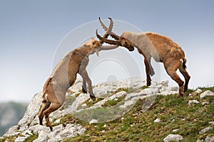 Alpine ibex - Capra Ibex pasturing and mating and dueling in Slovenian Alps. Typical horned animal of the high mountains