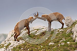 Alpine ibex - Capra Ibex pasturing and mating and dueling in Slovenian Alps. Typical horned animal of the high mountains