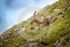 Alpine ibex - Capra Ibex pasturing and mating and dueling in Slovenian Alps. Typical horned animal of the high mountains